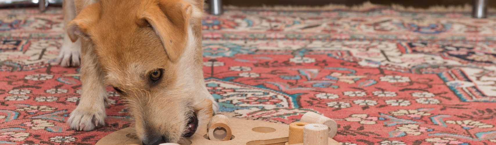 Choisir la Meilleure Gamelle Anti-Glouton pour Chien : Les Conseils d’Experts de notre Vétérinaire !