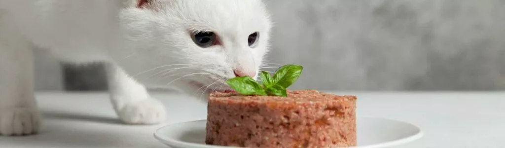 meilleure nourriture pour chat