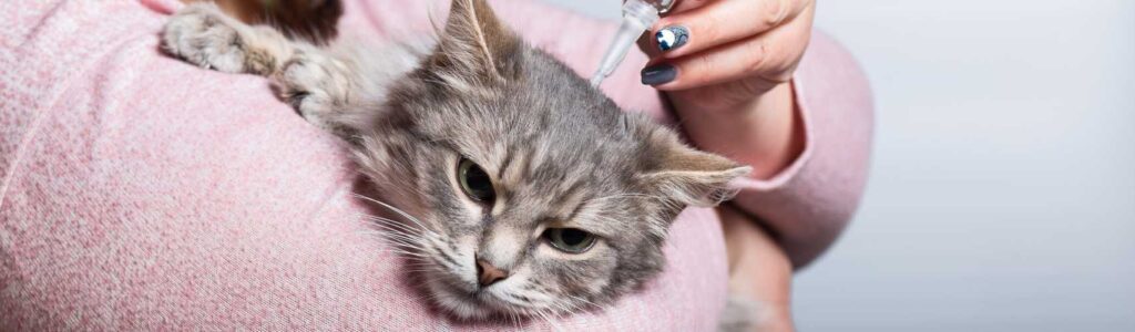 Meilleure pipette anti puce chat