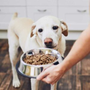 meilleures croquettes arthrose pour chiens