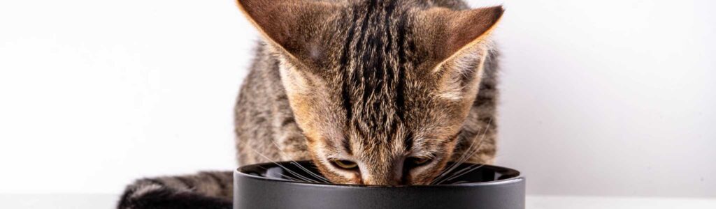 meilleures croquettes chat urinary