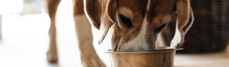 meilleures croquettes pour chien à la digestion sensible