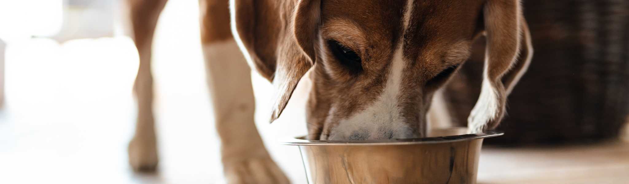 Guide Expert : Trouver les meilleures croquettes pour les chiens à la digestion sensible !
