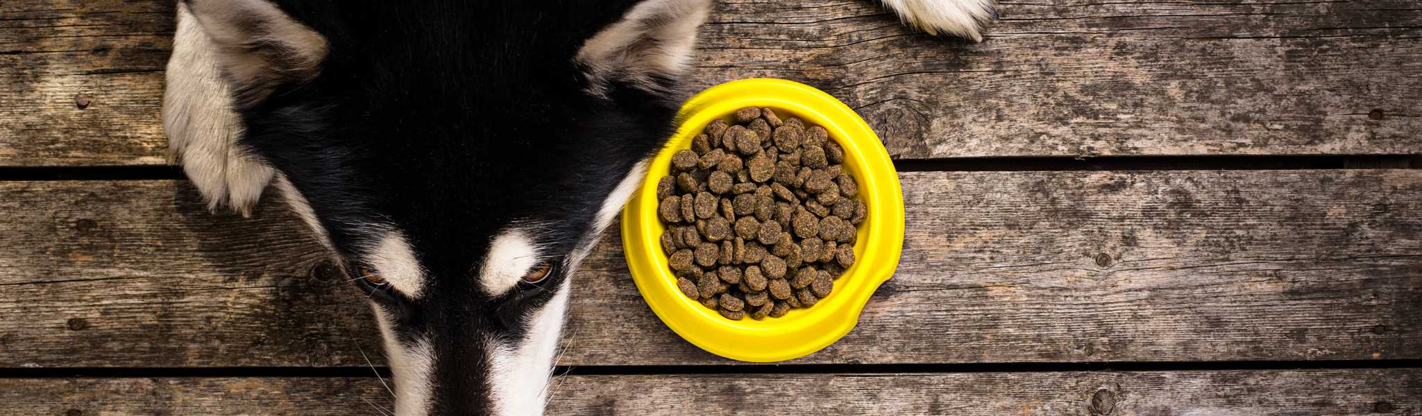 Comment choisir complément alimentaire pour chien