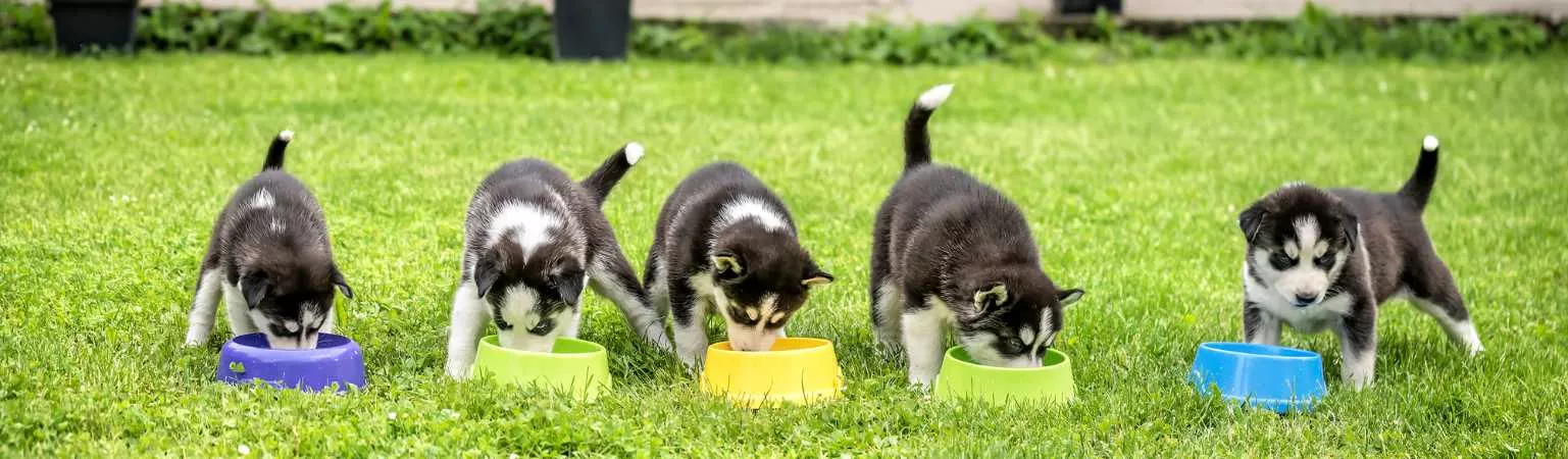 Jouet à mâcher Wolfood pour chien et chat - Goodbro