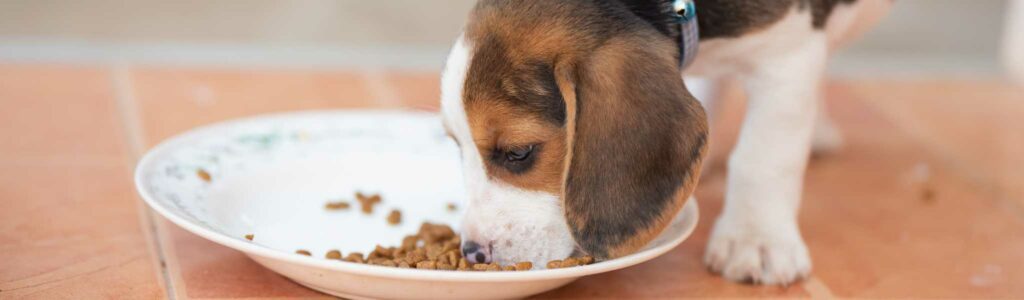meilleures croquettes pour beagle