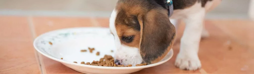 meilleures croquettes pour beagle