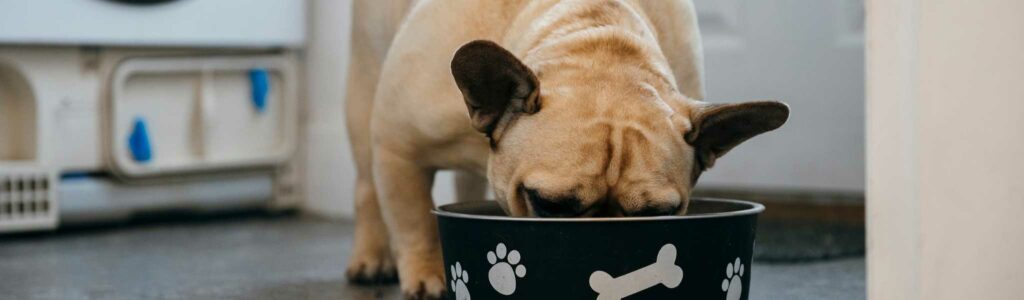 meilleures croquettes pour un bouledogue français