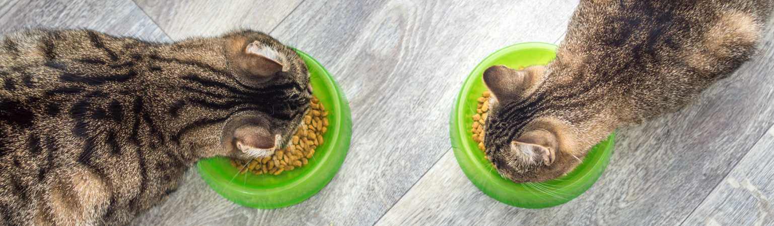 Meilleures croquettes pour chat stérilisé : Des conseils pour bien les choisir