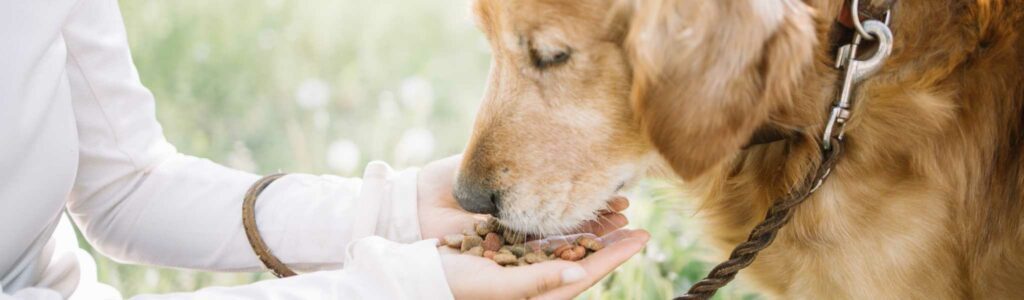 meilleures croquettes pour chiens seniors