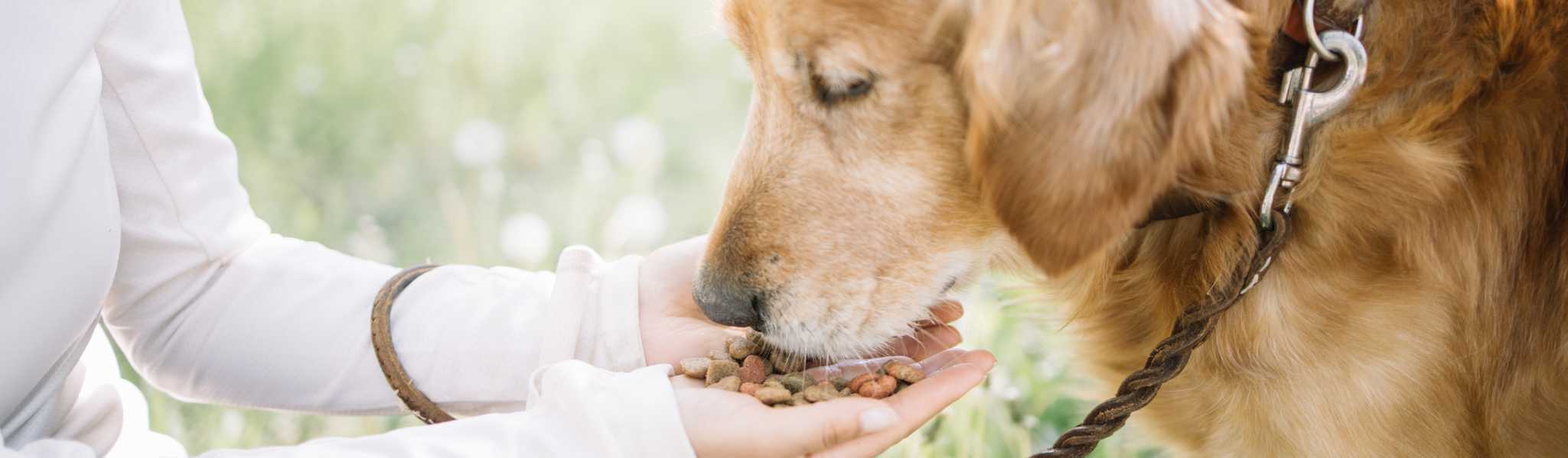Meilleures croquettes pour chien senior : Conseils d’expert et notre sélection !