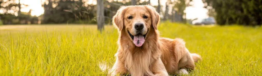 meilleures croquettes pour un golden retriever