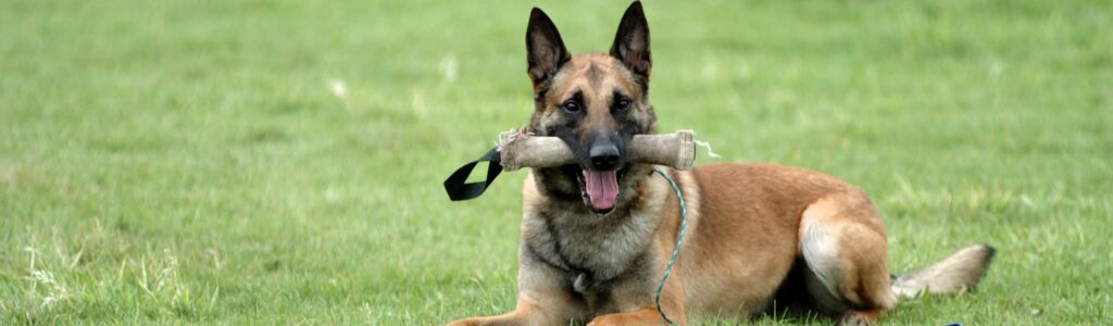 meilleures croquettes pour malinois