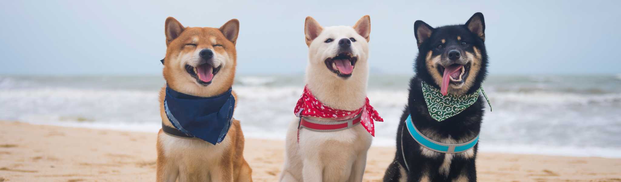Comment choisir les meilleures croquettes pour mon Shiba Inu ?