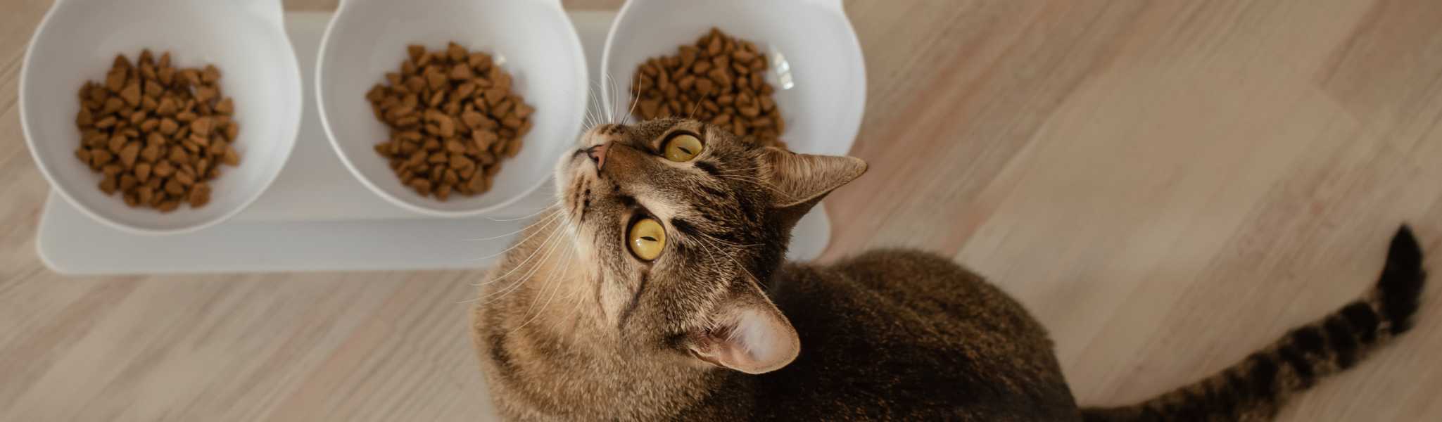 Meilleures croquettes sans céréales pour chat : Avis vétérinaire, notre sélection et guide d’achat !