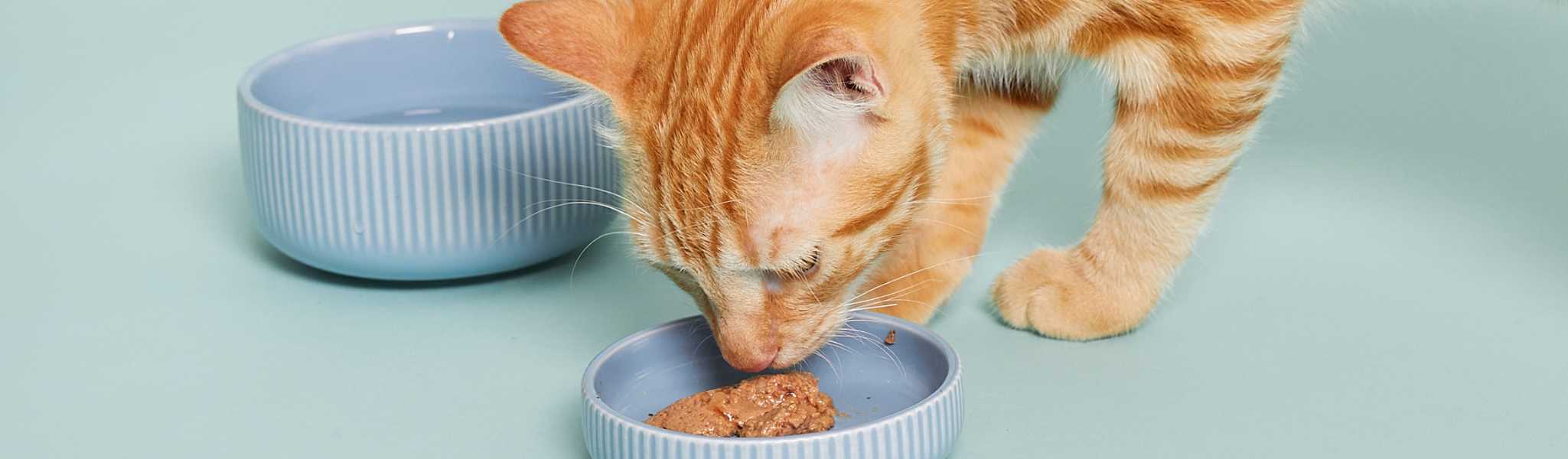 Croquette ou pâtée : quelle nourriture donner à son chat