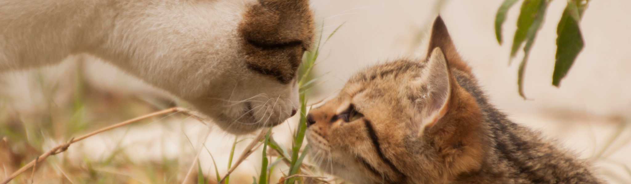 La mise-bas chez la chatte : signes, déroulement et surveillance