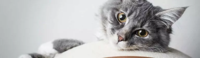 Mise Bas Chez La Chatte Signes Deroulement Surveillance Mise Bas Chez La Chatte Signes Deroulement Surveillance