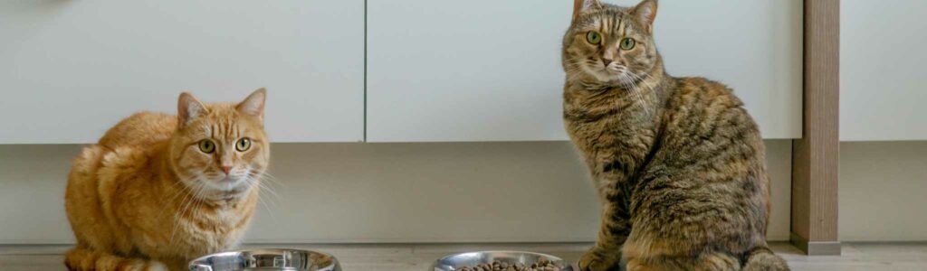 mon chat a toujours faim