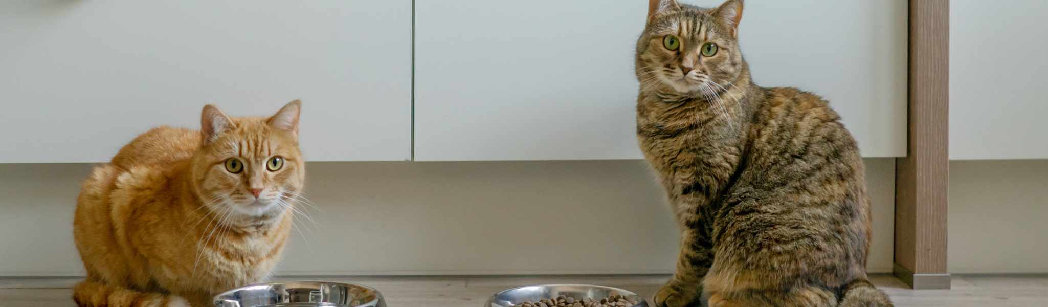 Mon Chat A Toujours Faim Que Faire Pour Le Rassasier