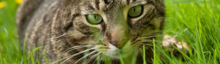 mon chat mange de l'herbe : pourquoi et solutions