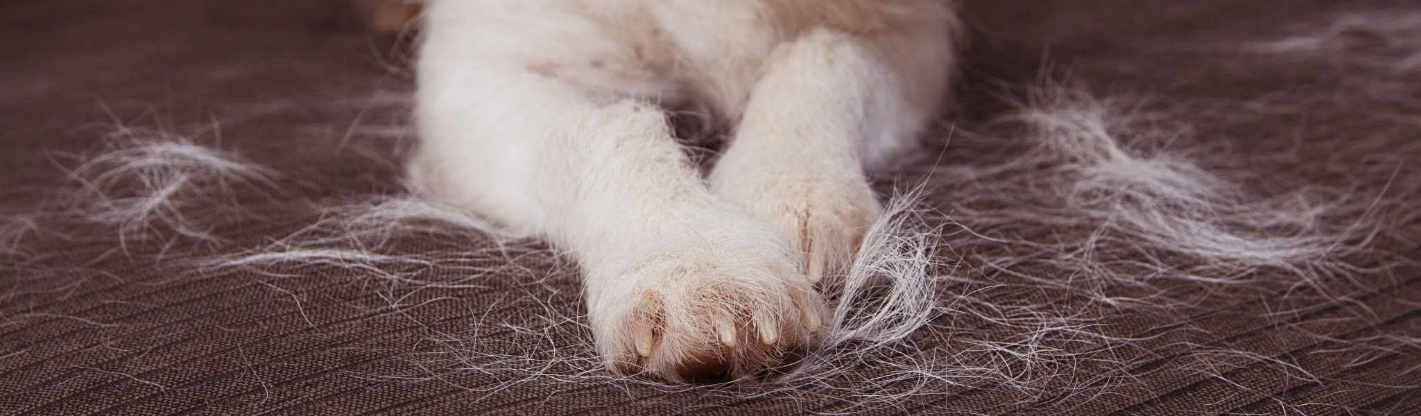 Mon chien perd ses poils : que faire ?