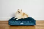 Coussin rectangulaire velours bleu pour chien Monsieur Hardi