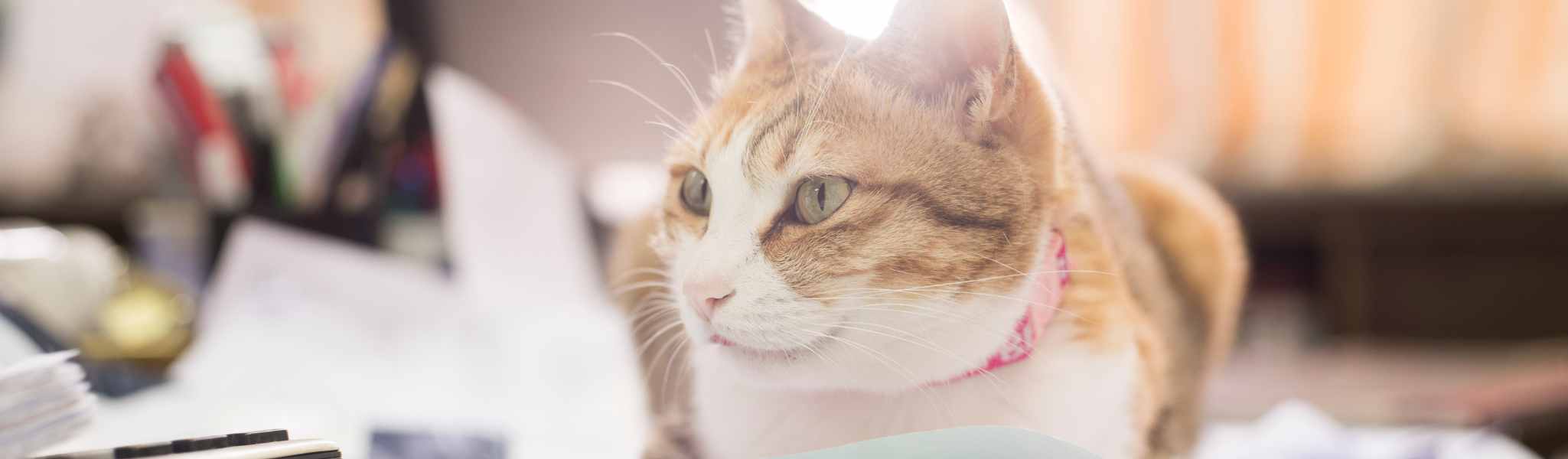 Que couvre une assurance pour chat ?