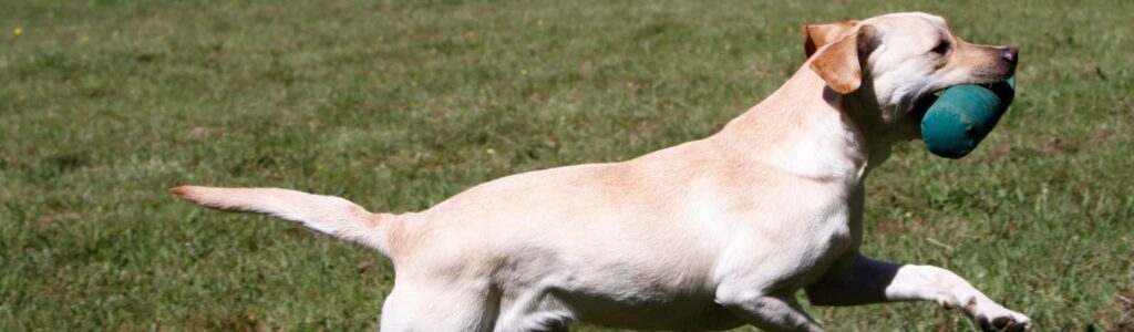 myasthénie grave chien