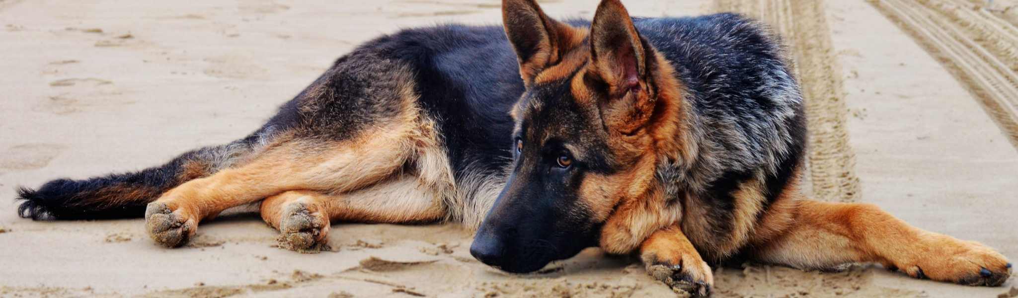 La myélopathie dégénérative canine