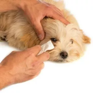 nettoyage oeil chien avec lingettes
