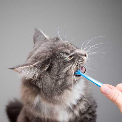 nettoyer les dents du chat avec une brosse à dents