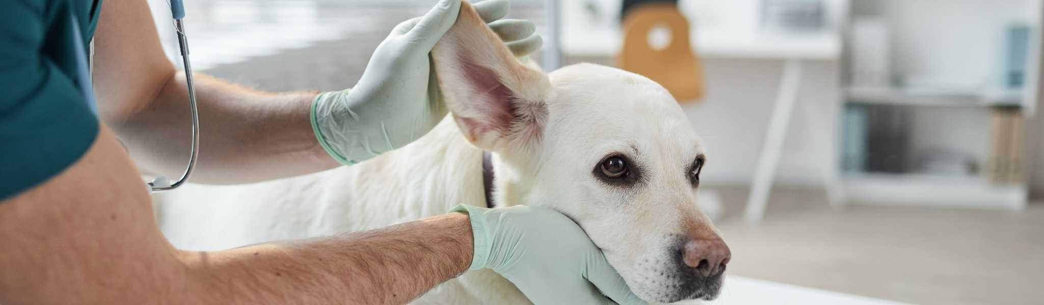 Nettoyer les oreilles de votre chien et éviter les Otites