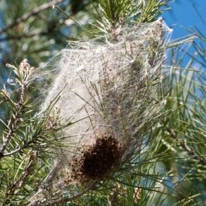 nid de chenilles processionnaires dans un arbre : danger pour le chien et l'homme