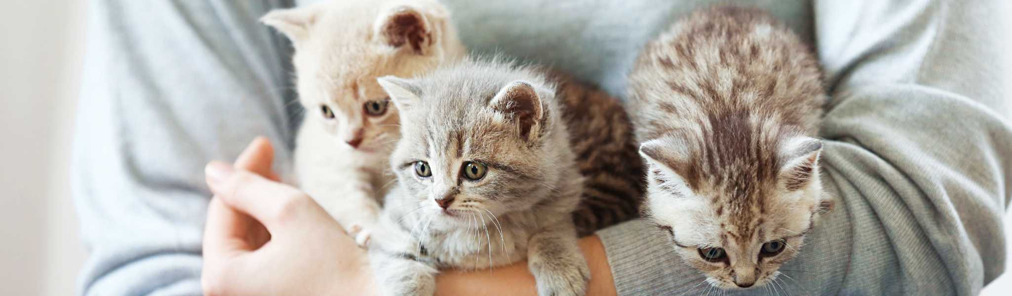 2026 : Liste de 500 idées de Noms et Prénoms de Chat avec la lettre B