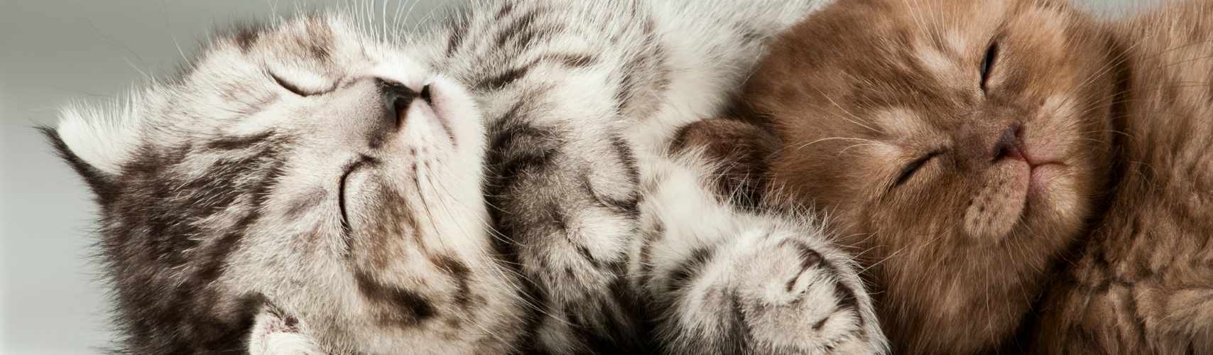 500 idées de noms de chats commençant par U pour 2023