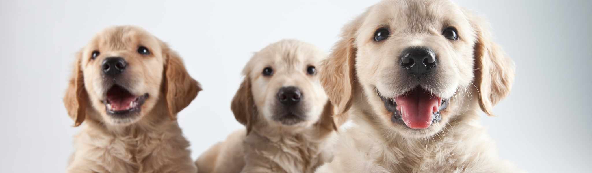 500 idées de noms de chiens commençant par U pour 2023