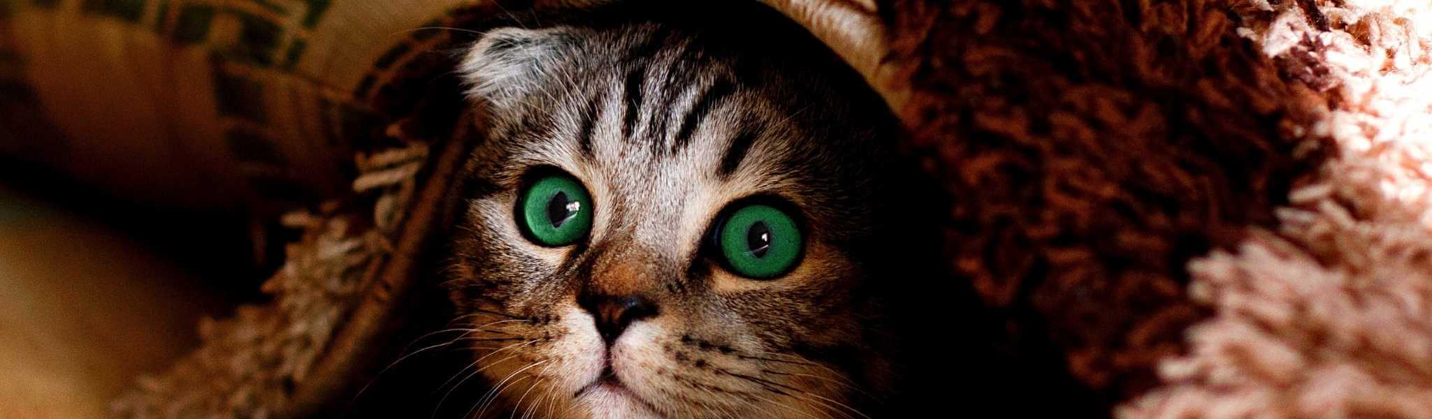 500 idées de noms de chats commençant par S pour 2021