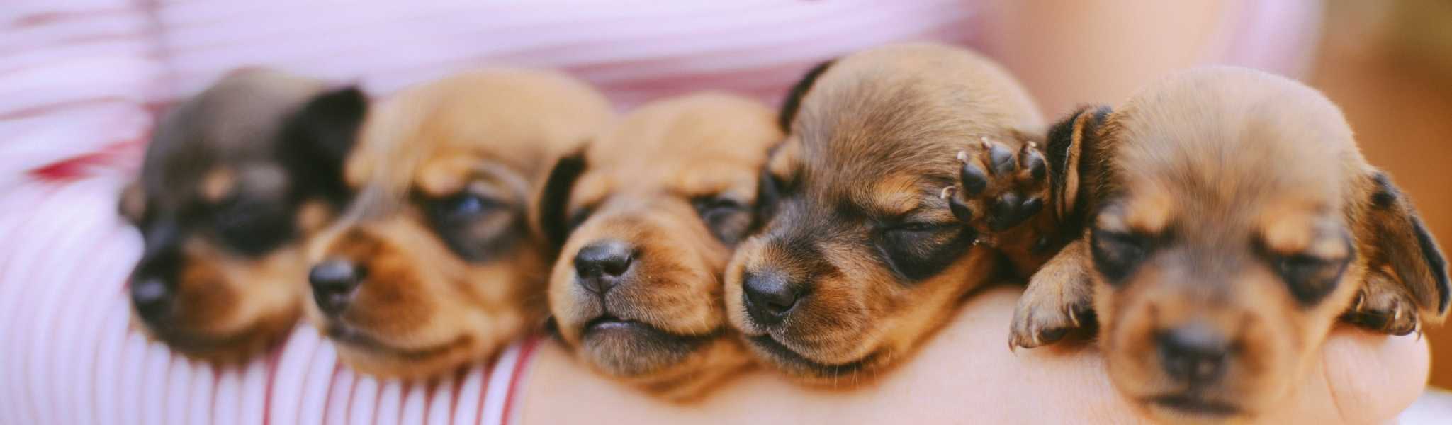 500 idées de noms de chiens commençant par S pour 2021