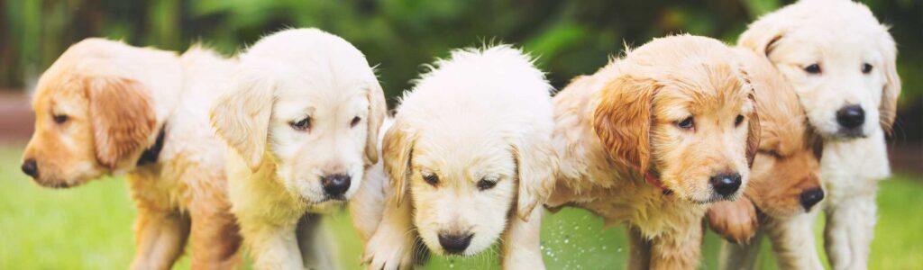 noms de chiens commençant par la lettre B pendant l'année 2026