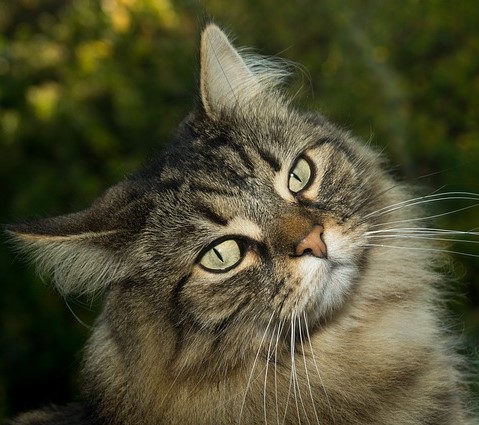 Norvégien aux yeux verts et aux oreilles pointues