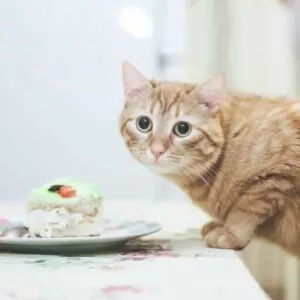 nourriture dangereuse pour chat