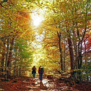 nouvelles promenades à faire avec son chien