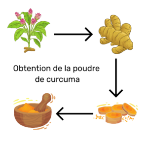 obtention de la poudre de curcuma pour la fabrication de compléments alimentaires pour chien