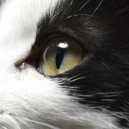 oeil propre du chat