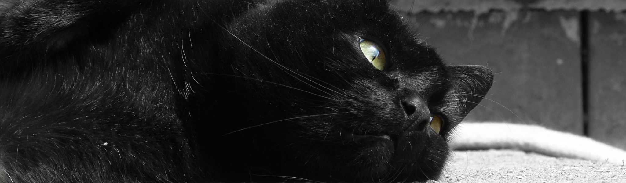 Soucis oculaires chez le chat : que faire si mon chat a des problèmes aux  yeux ?