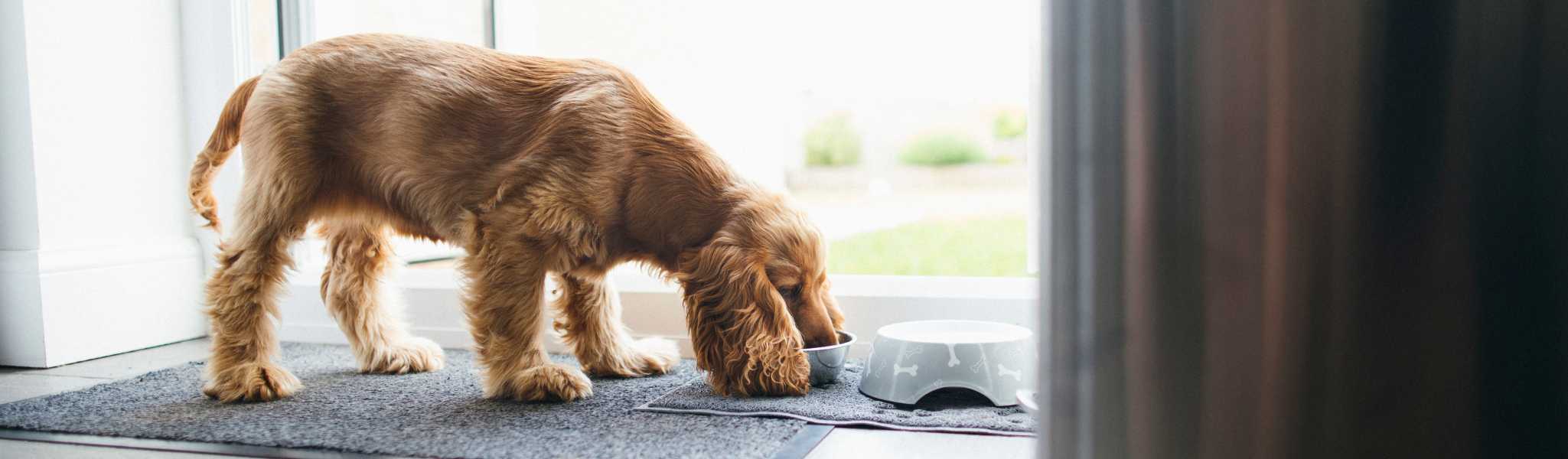 Oméga 3 pour Chien : un allié précieux au service de la santé canine