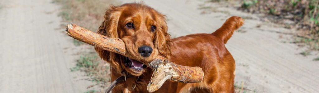 oreille gonflée : othématome chien