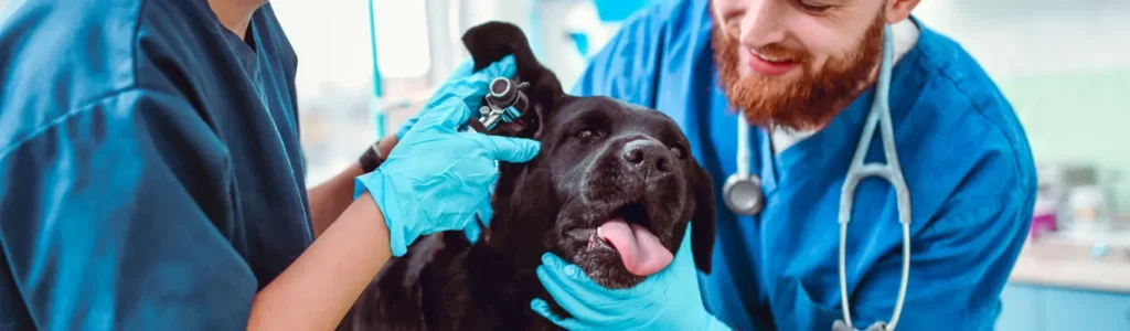 otite et alimentation hypoallergénique chez le chien