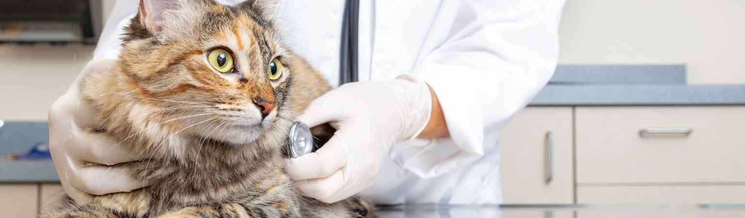 La pancréatite chez le chat : causes, symptômes et traitement
